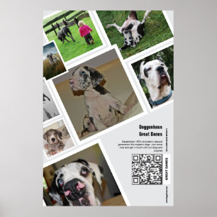 Affiche de promotion d'un élevage de Dogues Allema