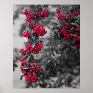 Affiche de pyracantha en baies murale