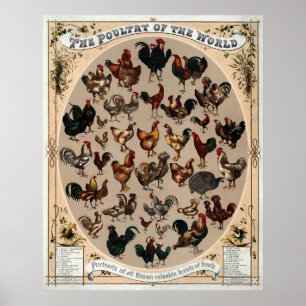 Affiche de races de poulets vintage
