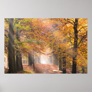 Affiche de rayons de soleil dans une forêt automna