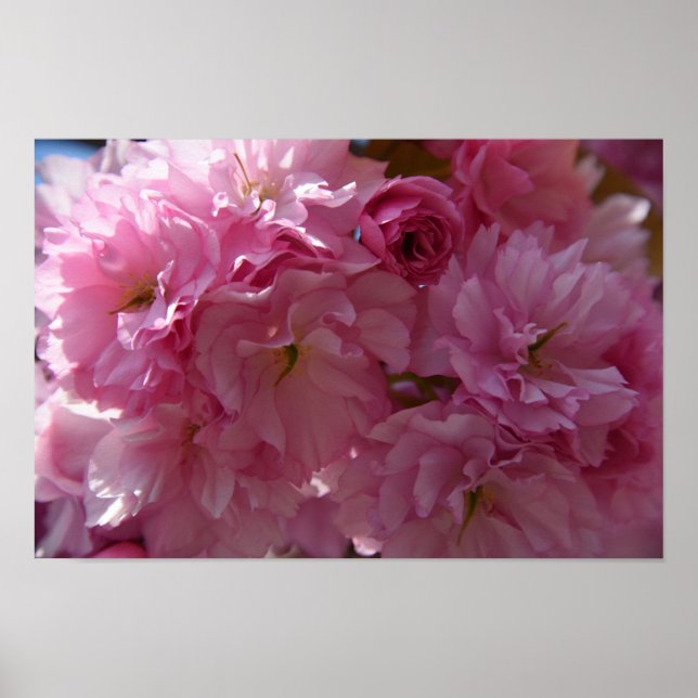 Affiche de ressort (Devant)