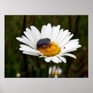 Affiche de Rose Beetle