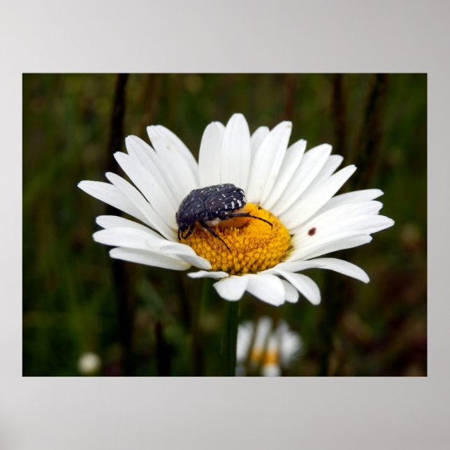 Affiche de Rose Beetle (Devant)