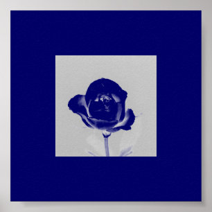 Affiche de rose de bleu