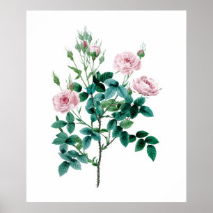 Affiche de rose de rose