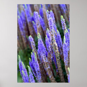Affiche de Salvia