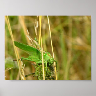 Affiche de sauterelle