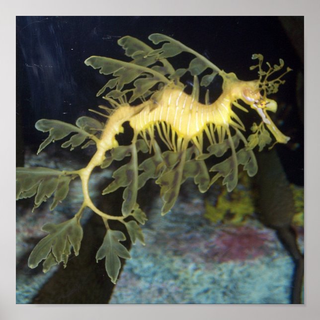 Affiche de Seahorse (Devant)