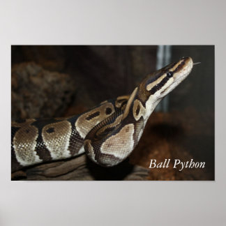 Affiche de serpent (Ball Python)