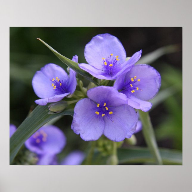 Affiche de Spiderwort (Devant)