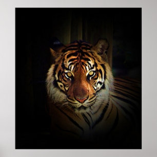 Affiche de Sumatran Tiger