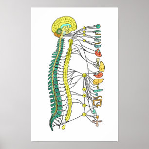 Affiche de système nerveux autonome