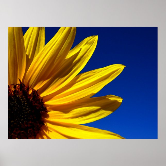 Affiche de tournesol (Devant)