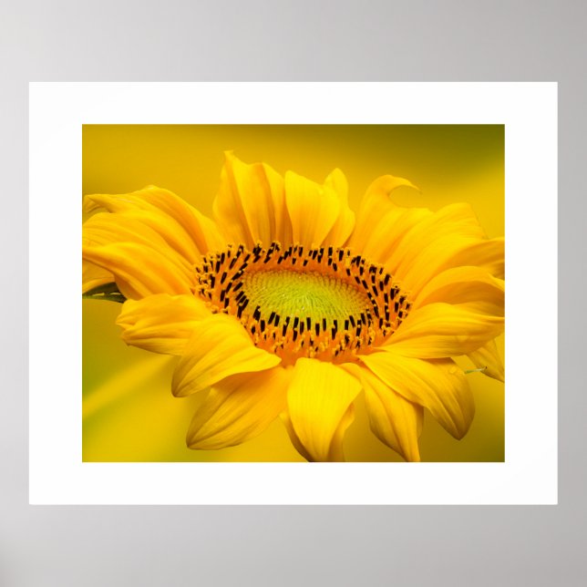 Affiche de tournesol (Devant)