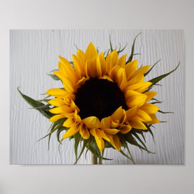 Affiche de tournesol (Devant)