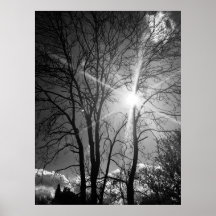 Affiche de traçabilité de branche Sun et arbre