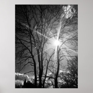 Affiche de traçabilité de branche Sun et arbre