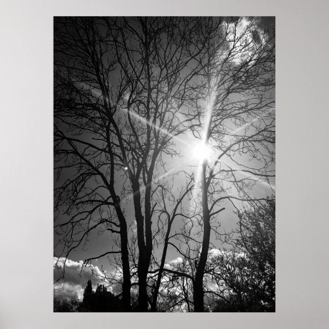 Affiche de traçabilité de branche Sun et arbre (Devant)