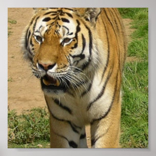 Affiche de vagabondage de tigre