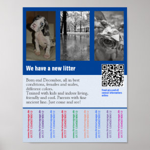 Affiche de vente de chiots avec code QR
