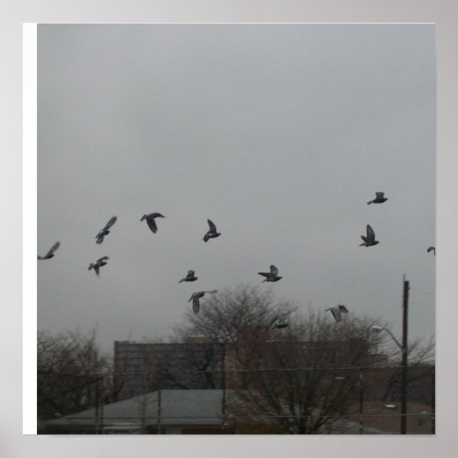 Affiche de vol d'oiseaux (Devant)