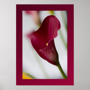 Affiche de zantedeschia