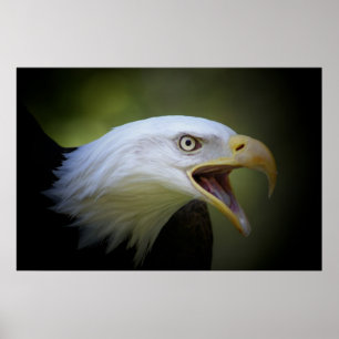 Affiche d'Eagle chauve