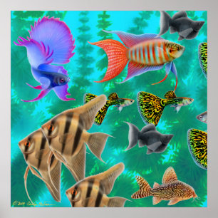 Affiche d'eau douce de poissons d'aquarium