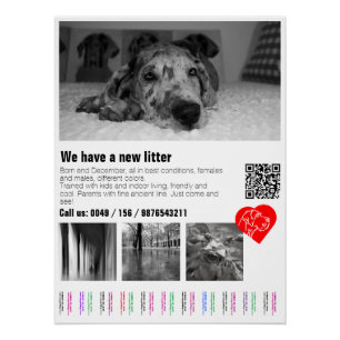 Affiche déchirante de chiot Dogue Allemand