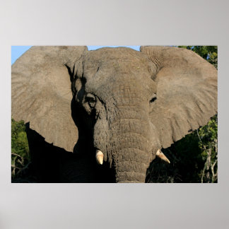 Affiche d'éléphant de taureau