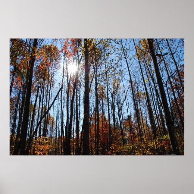 Affiche des arbres (Devant)