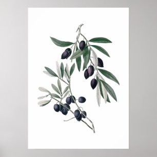 Affiche des branches d'olive