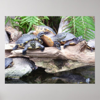 affiche des bunchaturtles