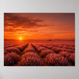 Affiche des champs de lavande au coucher de soleil