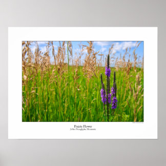Affiche des fleurs des Prairies