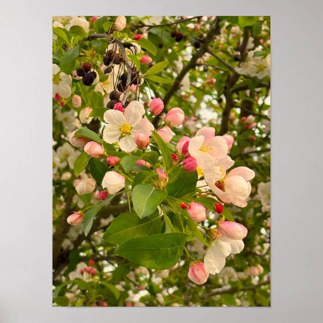 Affiche des fleurs et des bourgeons de fleurs (Devant)