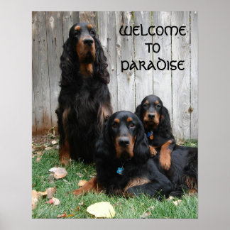 Affiche des générations Gordon Setter