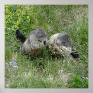 Affiche des marmottes