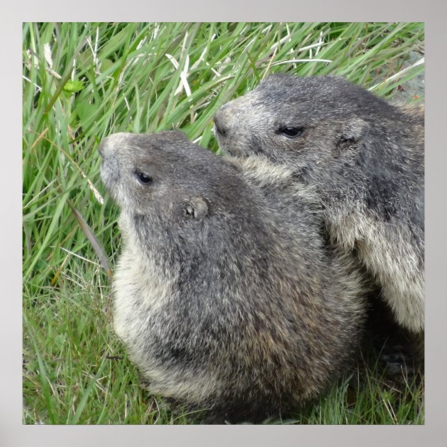 Affiche des marmottes (Devant)