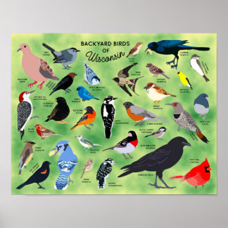 Affiche des oiseaux de jardin du Wisconsin