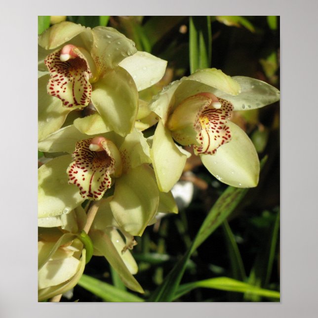 Affiche des orchidées du Cymbidium (Devant)