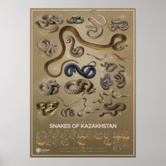 Affiche des serpents du Kazakhstan