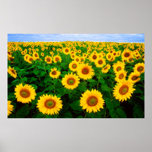 Affiche des tournesols (GRAND)