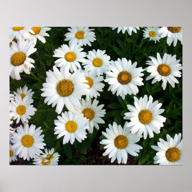 Affiche d'été de Shasta Daisy (Devant)