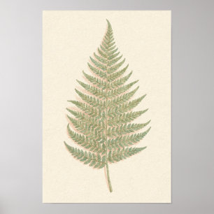 Affiche d'étude botanique de la fougère bracken
