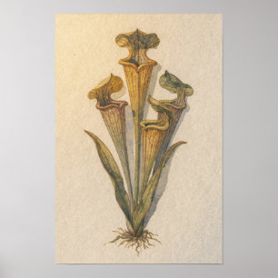 Affiche d'étude botanique de la plante piège