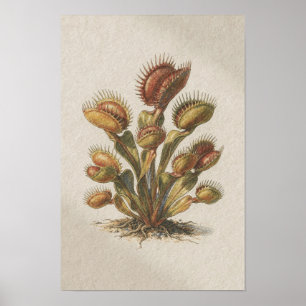 Affiche d'étude botanique du piège de Vénus
