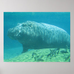 Affiche d'hippopotame