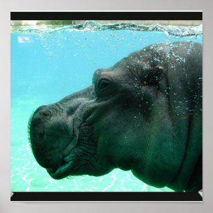 Affiche d'hippopotame de natation