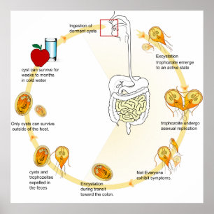 Affiche Diagramme Cycle de Vie Giardia Parasite
